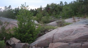 Image of rocks and small conifer trees