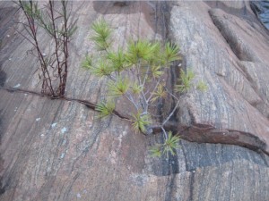 Tree growing in rock