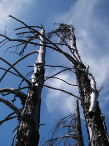 dead trees