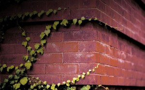 ivy on brick