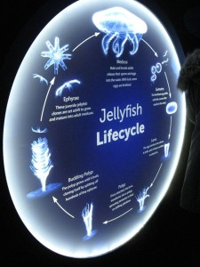 Life cycle of a jellyfish