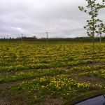 Farmer's field of dandelions with a grey sky