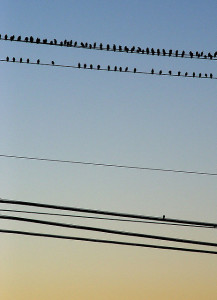 Picture of birds on telephone line, with a single bird by itself.